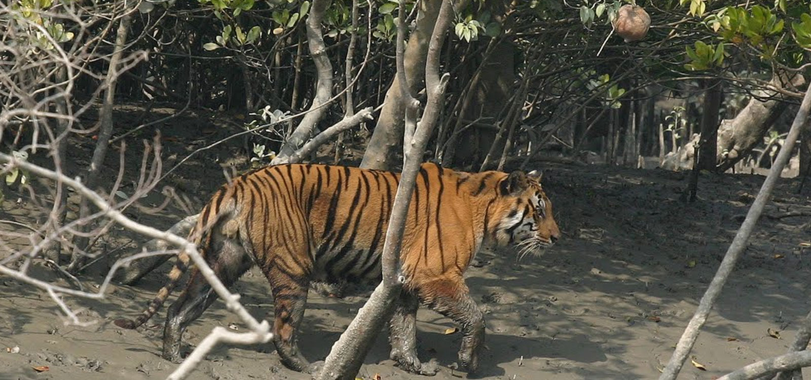Sundarban Tour package